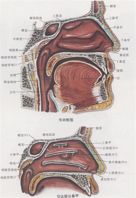 鼻子部位|鼻腔结构图